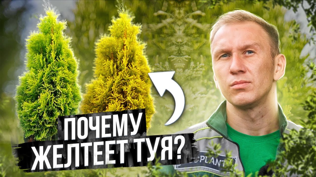 5 Причин Почему Желтеет Туя И Как Спасти Пожелтевшую Тую