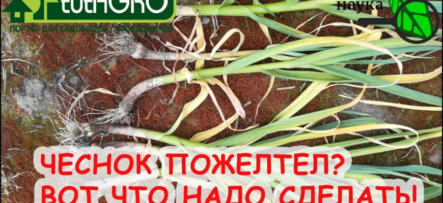 Чеснок Выкинул Желтый Флаг. Почему Желтеет Чеснок И Как Этого Избежать. Обработка Почвы От Болезней.