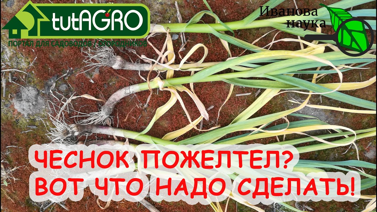 Чеснок Выкинул Желтый Флаг. Почему Желтеет Чеснок И Как Этого Избежать. Обработка Почвы От Болезней.