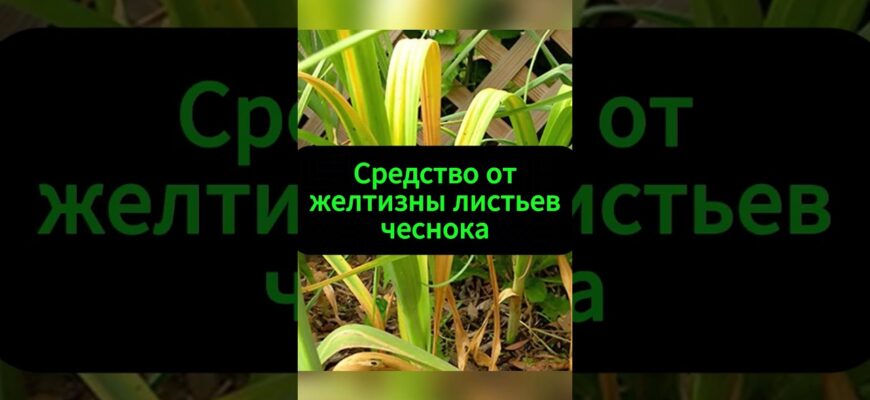 Что Делать Если У Чеснока Желтеют Листья?