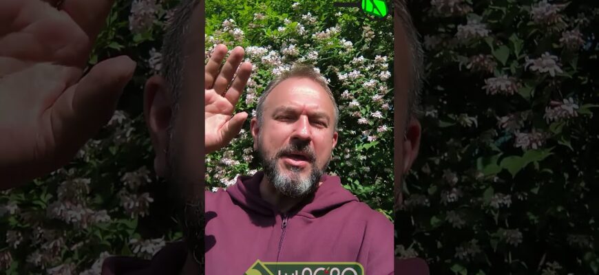 Как Избавиться от Тли ? Избавься от тли за 5 минут! Стоп, тля!