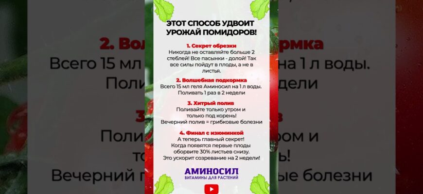 Как Удвоить Урожай Помидоров: Советы на Июнь 2026