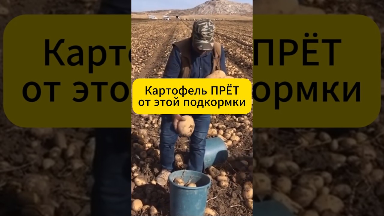 Незаменимая вещь для плодовитости картофеля