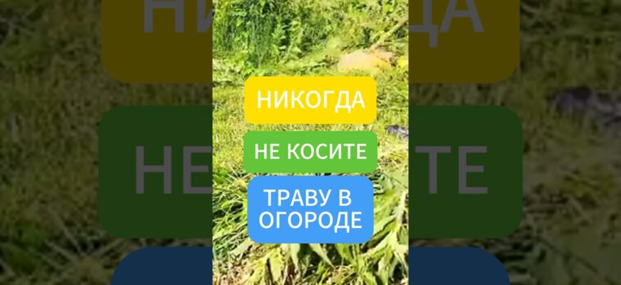 Почему не стоит косить ТРАВУ В ОГОРОДЕ