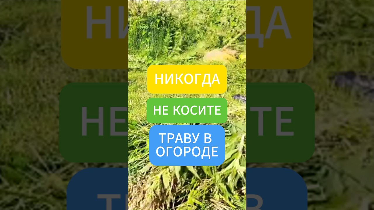 Почему не стоит косить ТРАВУ В ОГОРОДЕ