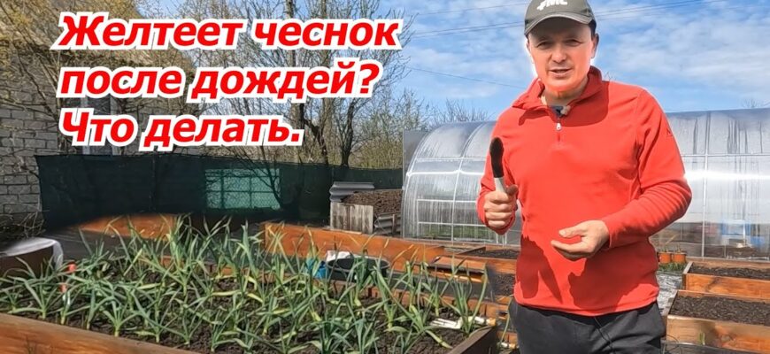 Почему Желтеет Чеснок Даже После Подкормки И Что С Этим Делать.