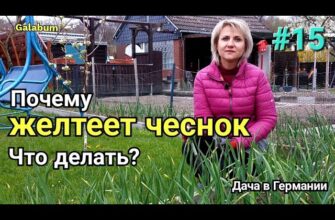 Почему Желтеет Чеснок Летом? Что Делать? @Galabum