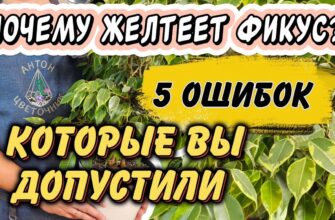 Почему Желтеет Фикус? 5 Ошибок, Которые Вы Допустили И Как Решить Проблему?