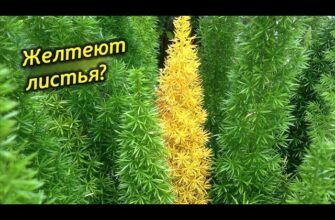 Почему Желтеет И Осыпается Аспарагус? Что Делать? Как Спасти Растение?