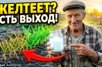 Почему Желтеет Озимый Чеснок Весной И Как Его Спасти: Реальная Причина И Правильная Подкормка Апрель