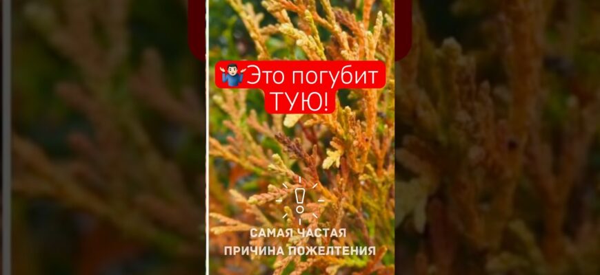 Почему Желтеет Туя? 3 Самые Распространенные Причины