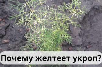 Почему Желтеет Укроп? Причины И Способы Решения Проблемы