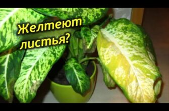 Почему Желтеют Листья У Диффенбахии? Причины Пожелтения Листьев.