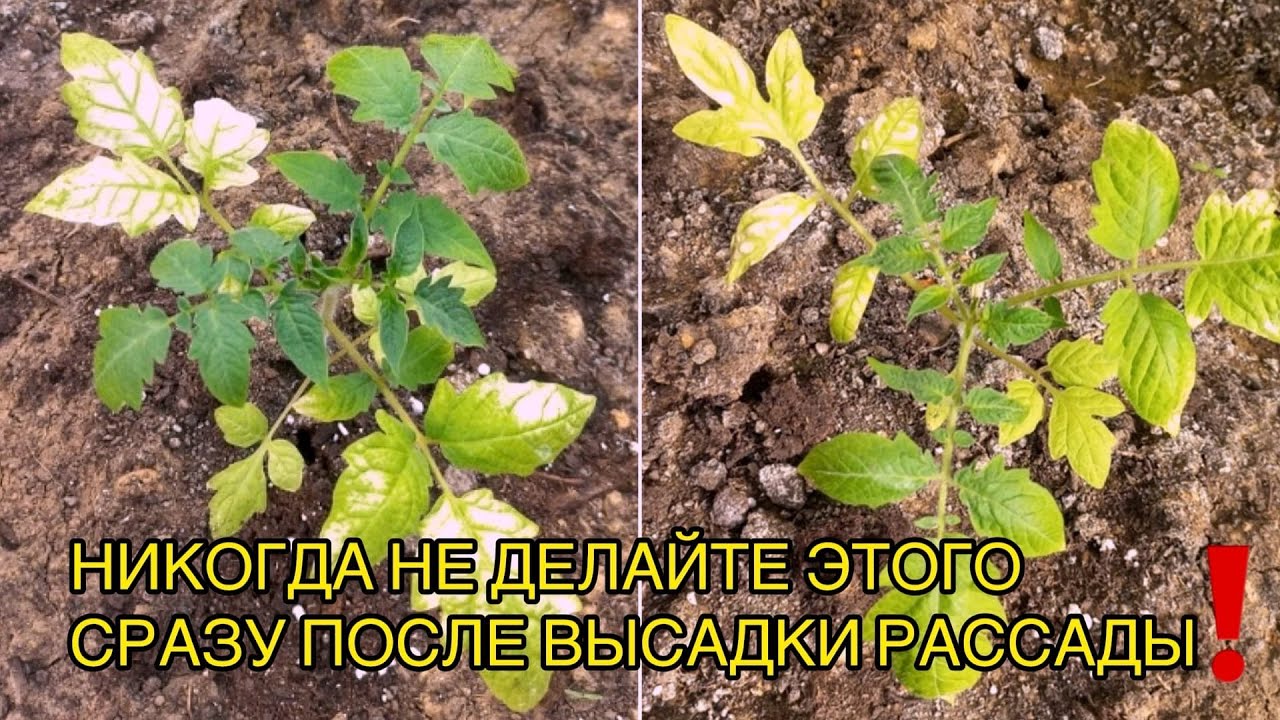 Рассада Желтеет Сразу После Высадки. Что Нужно Сделать, А Главное — Чего Делать Не Нужно!