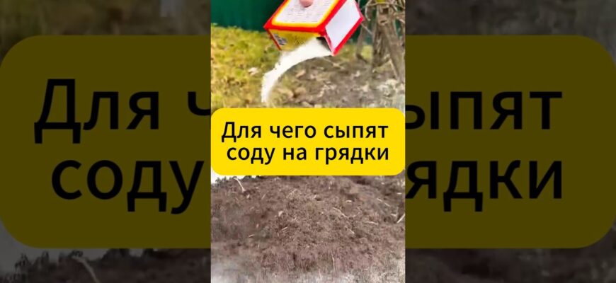 Зачем на Грядки сыпят соду ? Спрашивали отвечаем