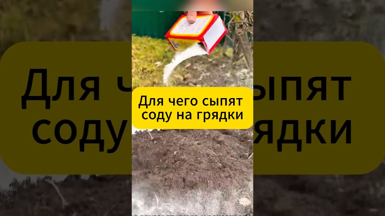 Зачем на Грядки сыпят соду ? Спрашивали отвечаем